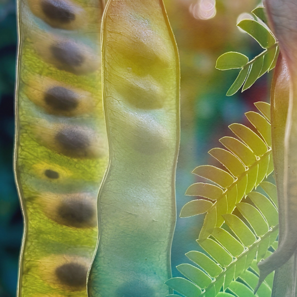 Acacia Senegal Gum
